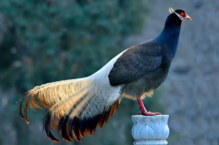 涨8 陕西发现一米高的巨型黑鸡，将狗打伤，几个人抓不住它